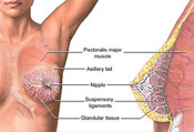 Mobile Mammography, Mobile Digital Mammography, Breast Cancer Screening, Women's Wellness